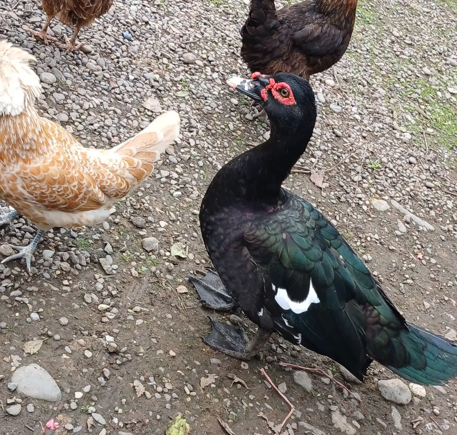 اردک اسرائیلی نر|حیوانات مزرعه|سنگر, |دیوار