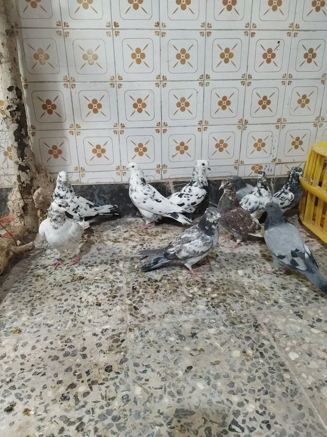 کفتر تهرانی کاشانی|پرنده|خمینیشهر, |دیوار