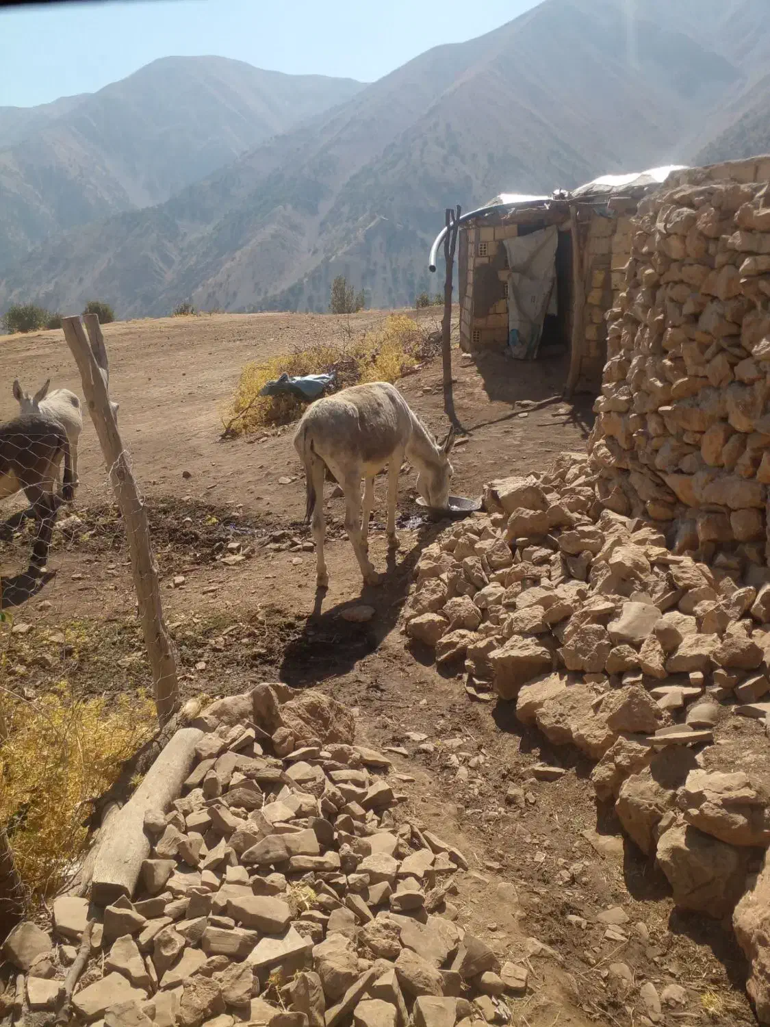الاغ آرم و زرنگ|حیوانات مزرعه|الیگودرز, |دیوار
