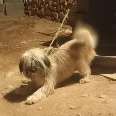 واگذاری سگ|سگ|فلارد, |دیوار