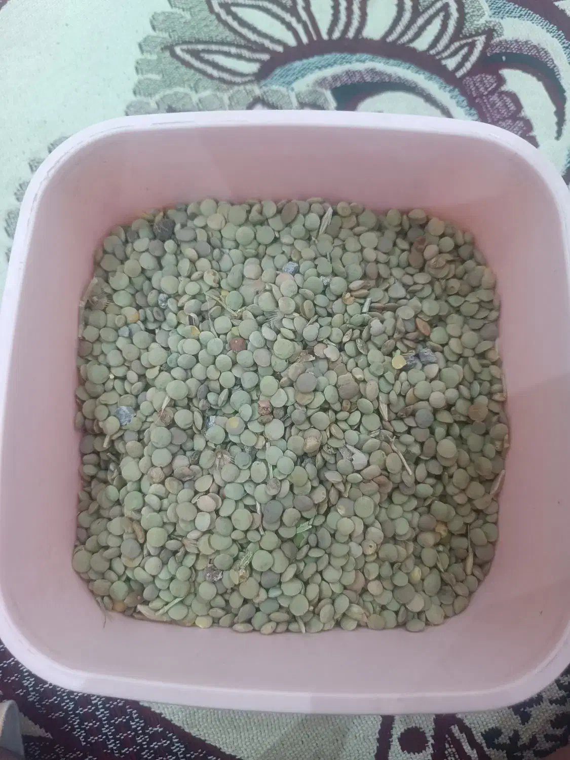 عدس|خوردنی و آشامیدنی|فیروز, |دیوار