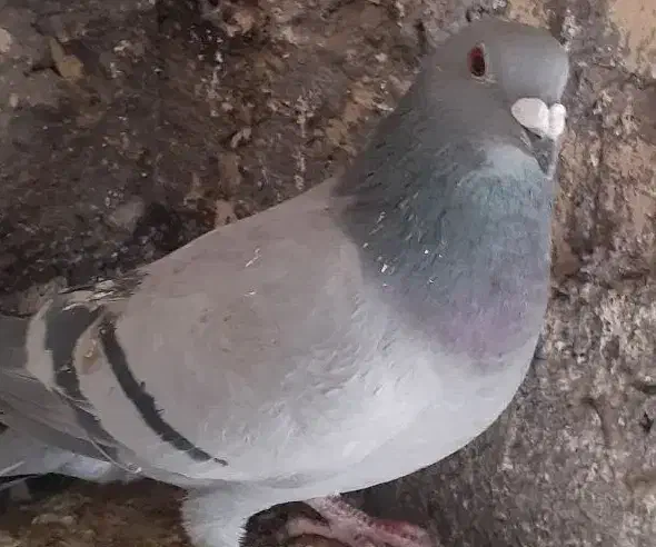 سبز المانی نرعروس هلندی|پرنده|مشهد, کشف|دیوار