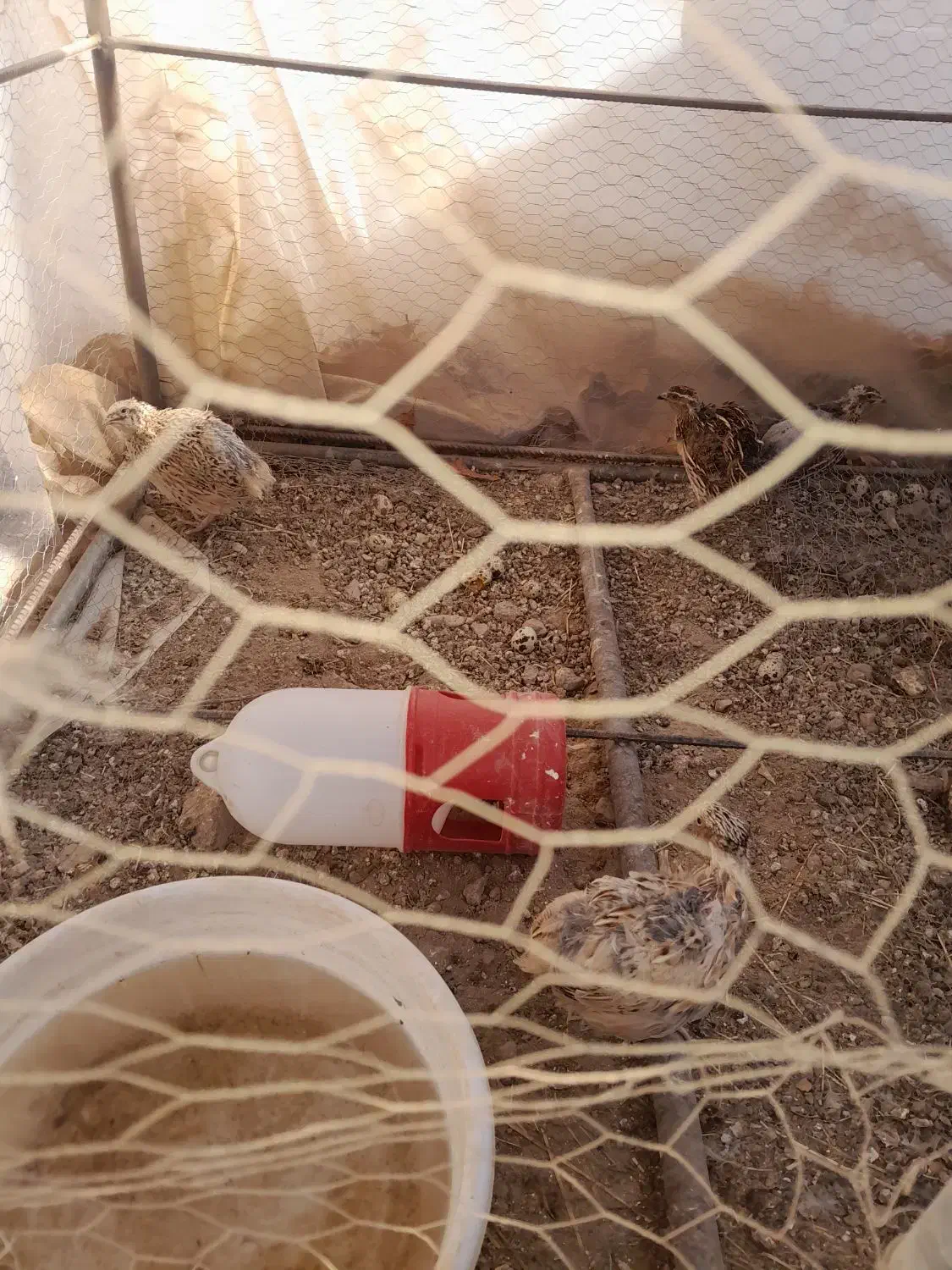 دوجفت بلدرجین|پرنده|شاهرود, |دیوار