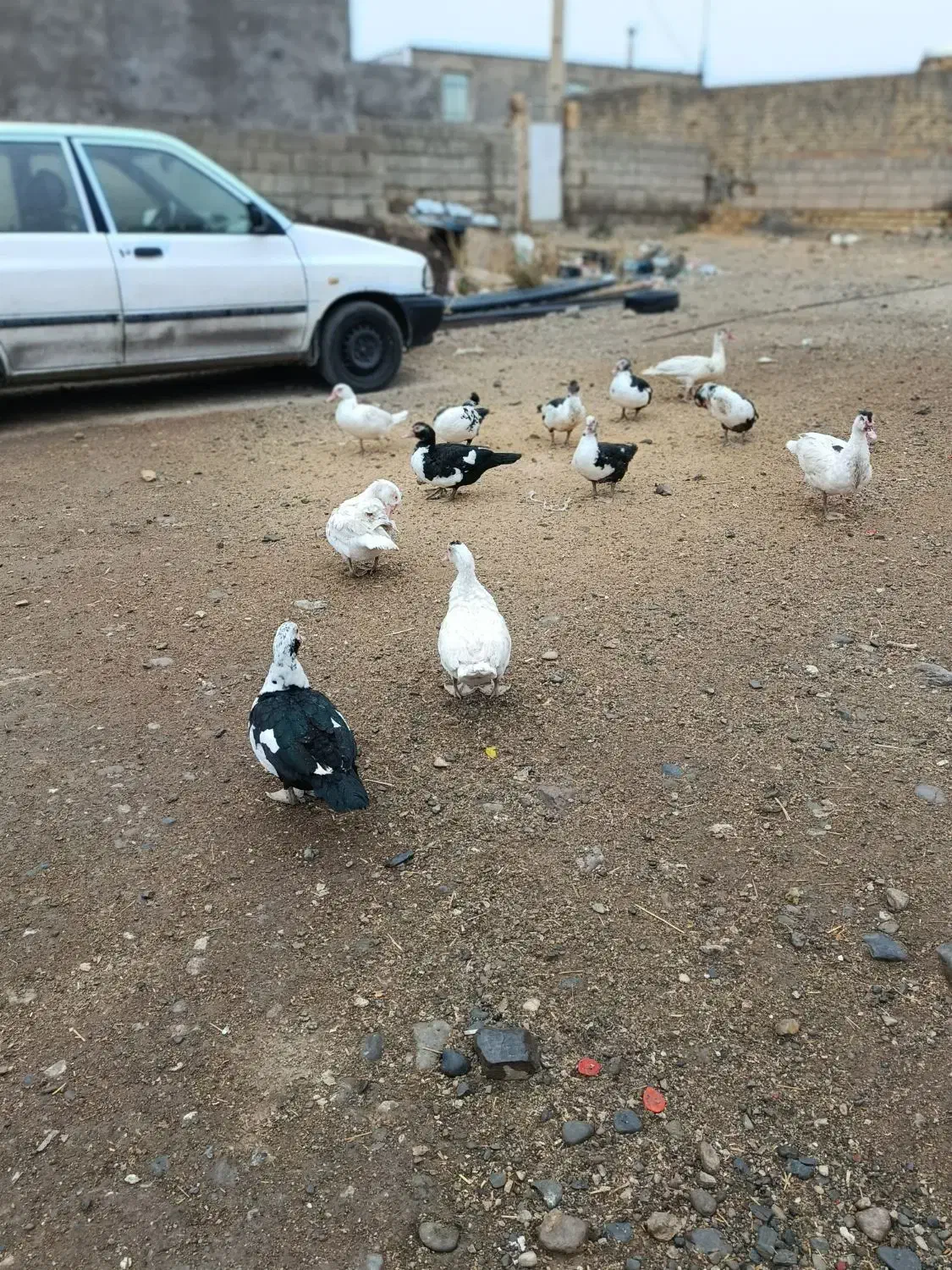 فروش اردک اسراییلی|حیوانات مزرعه|سیلاخور, |دیوار