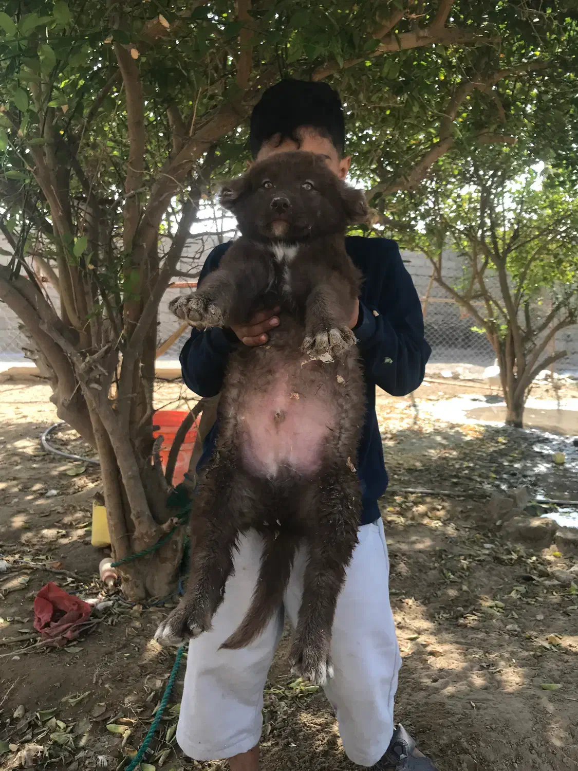 توله قدریجون اصیل|سگ|بندرعباس, |دیوار