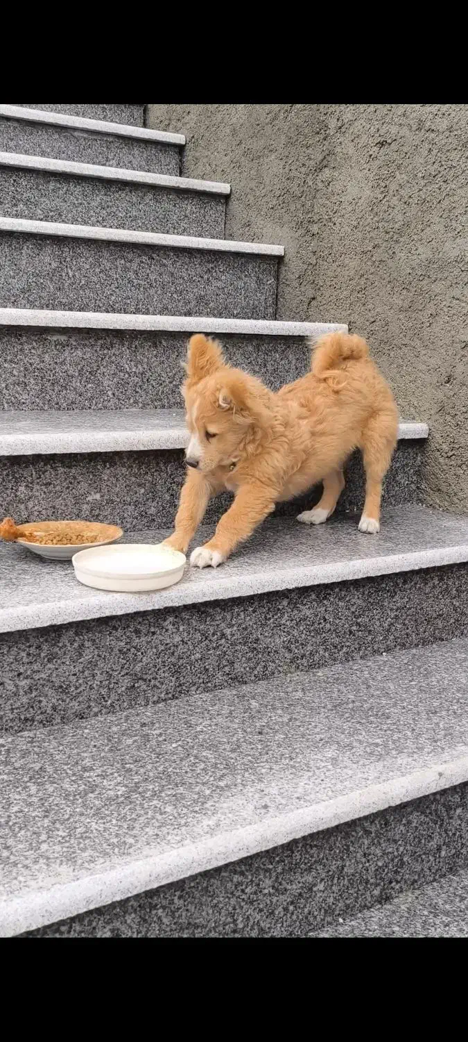 سگ خونگی|سگ|جهرم, |دیوار