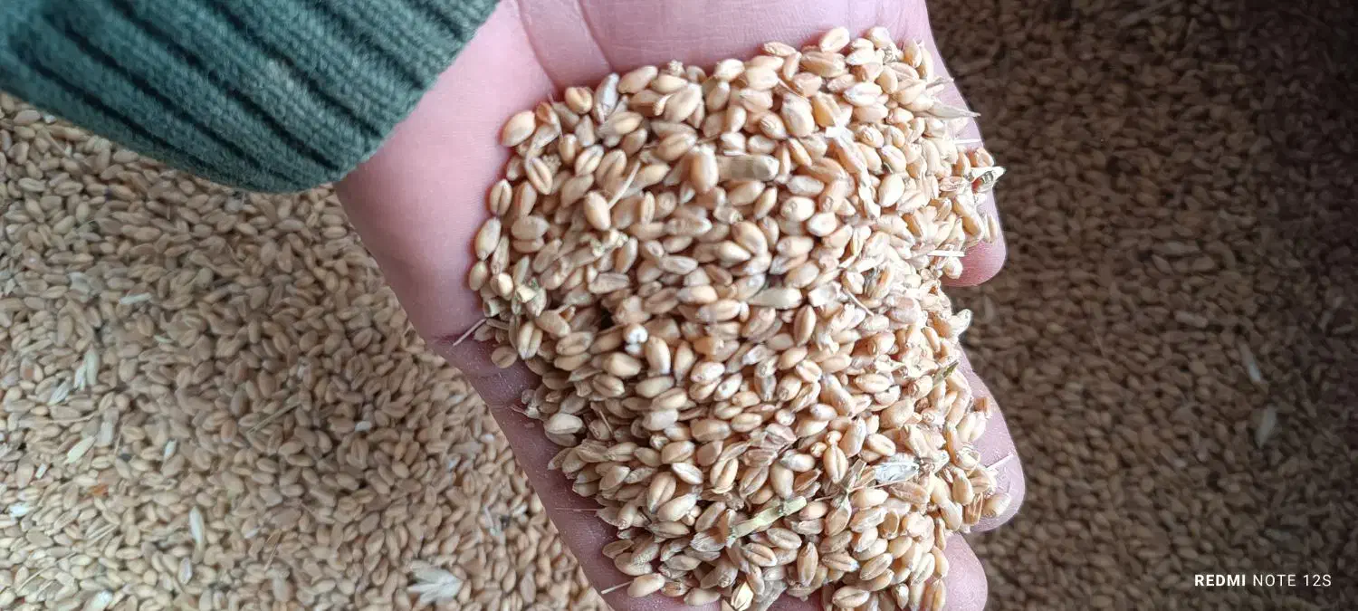 گندم|لوازم جانبی حیوانات|حسن آباد, |دیوار