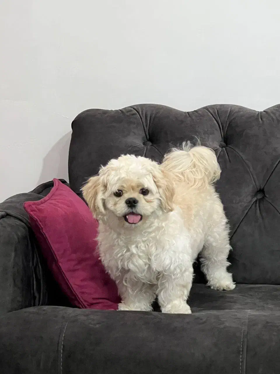 فروش توله سگ|سگ|آستانه اشرفیه, |دیوار