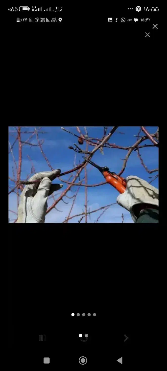 هرس|خدمات باغبانی و درختکاری|گنبد کاووس, |دیوار