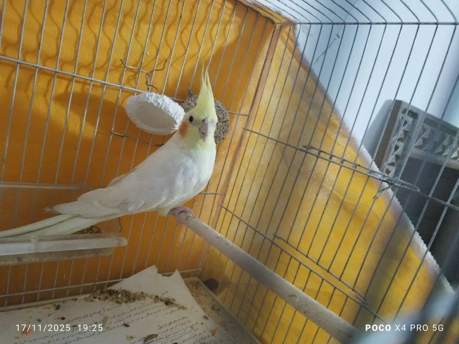 عروس ماده|پرنده|قم, قلعه کامکار|دیوار