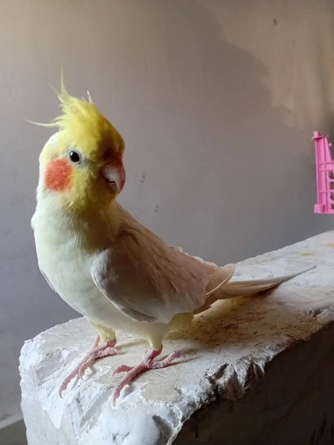 مرغ عشق خوب عالی|پرنده|بومهن, |دیوار