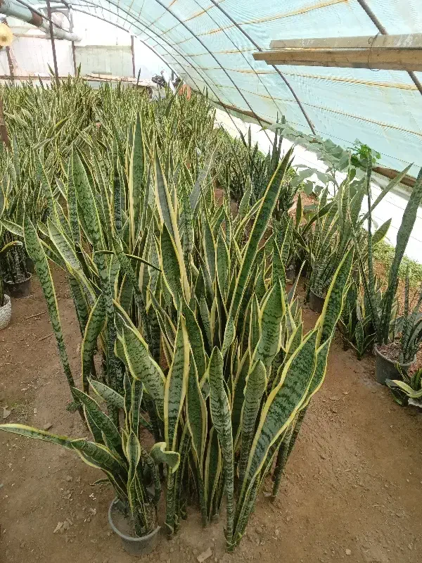 سانسوریا سرحال و شاداب مستقیم از تولید کننده|گل و گیاه طبیعی|تولم شهر, |دیوار