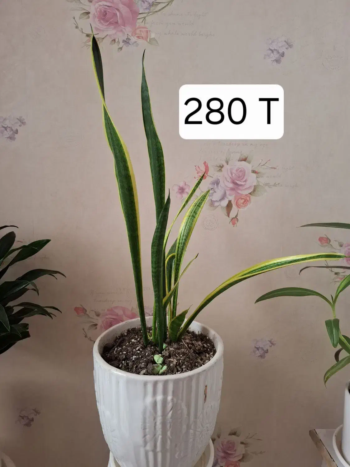 گل های آپارتمانی کاملاسالم فروشی|گل و گیاه طبیعی|کرج, شاهین‌ویلا|دیوار