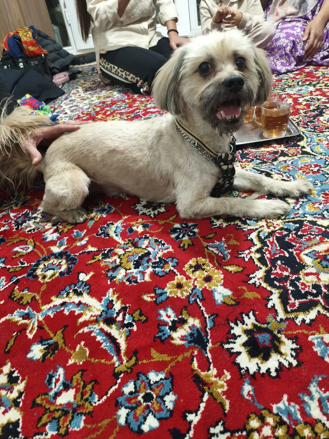 واگذاری سگ مودب و دست آموز|سگ|پاکدشت, پاکدشت (مامازند)|دیوار