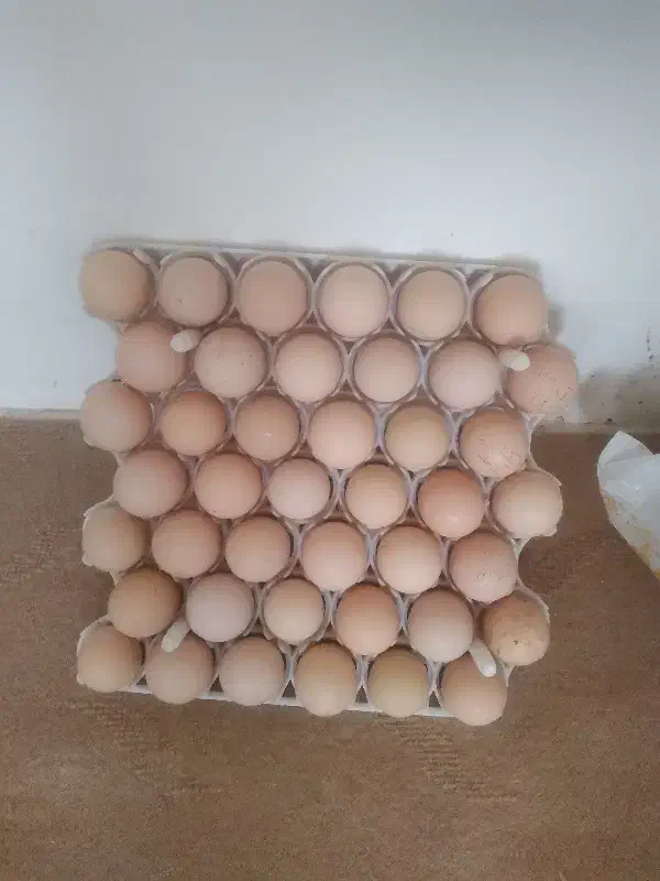 تخم مرغ لاری|حیوانات مزرعه|زنجان, |دیوار
