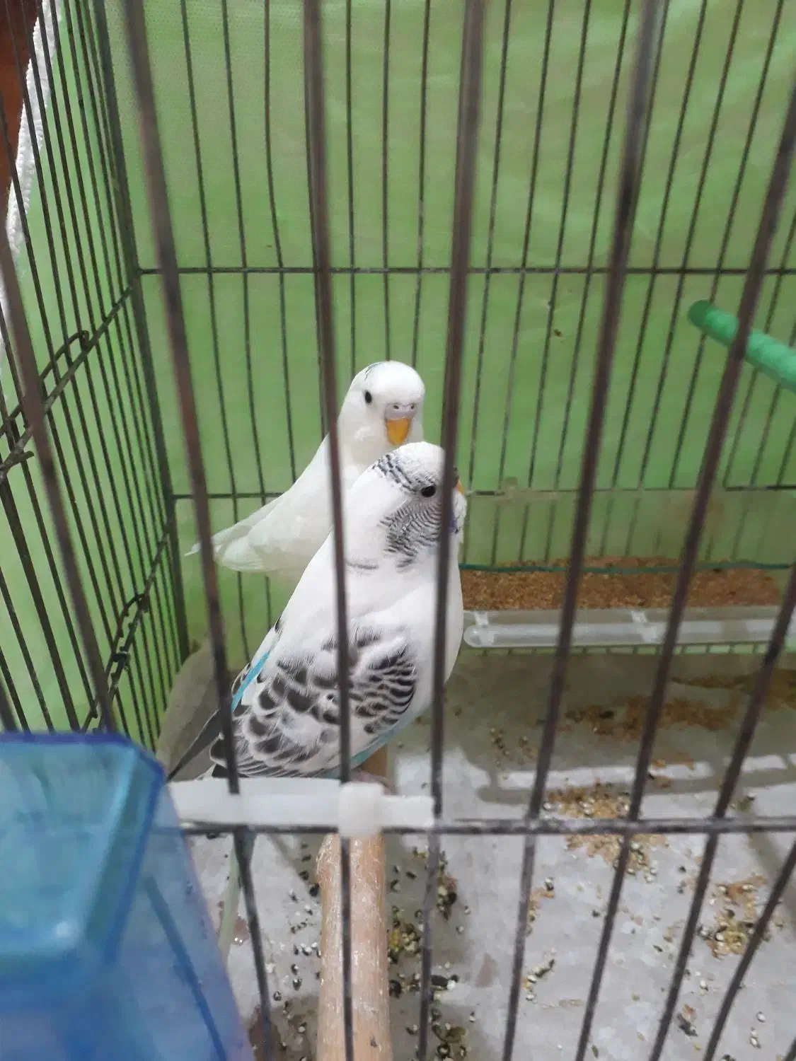 کفترمعاوضه|پرنده|کرج, محمد آباد|دیوار