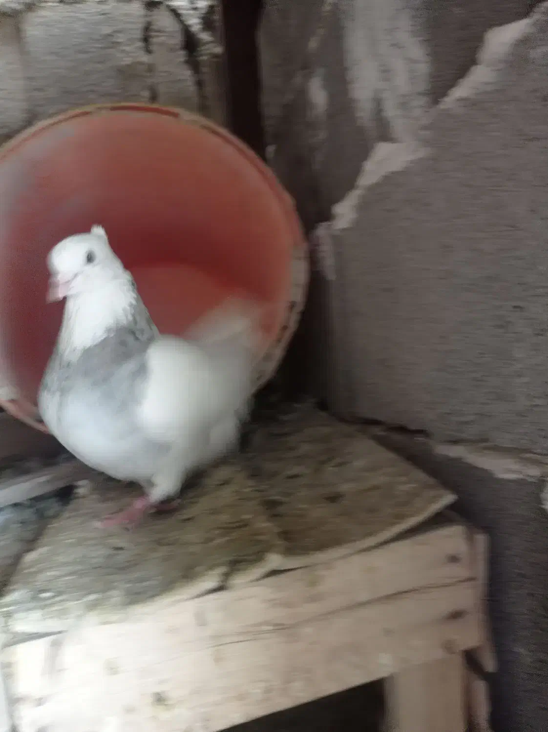 کبوترطوقی|پرنده|روانسر, |دیوار