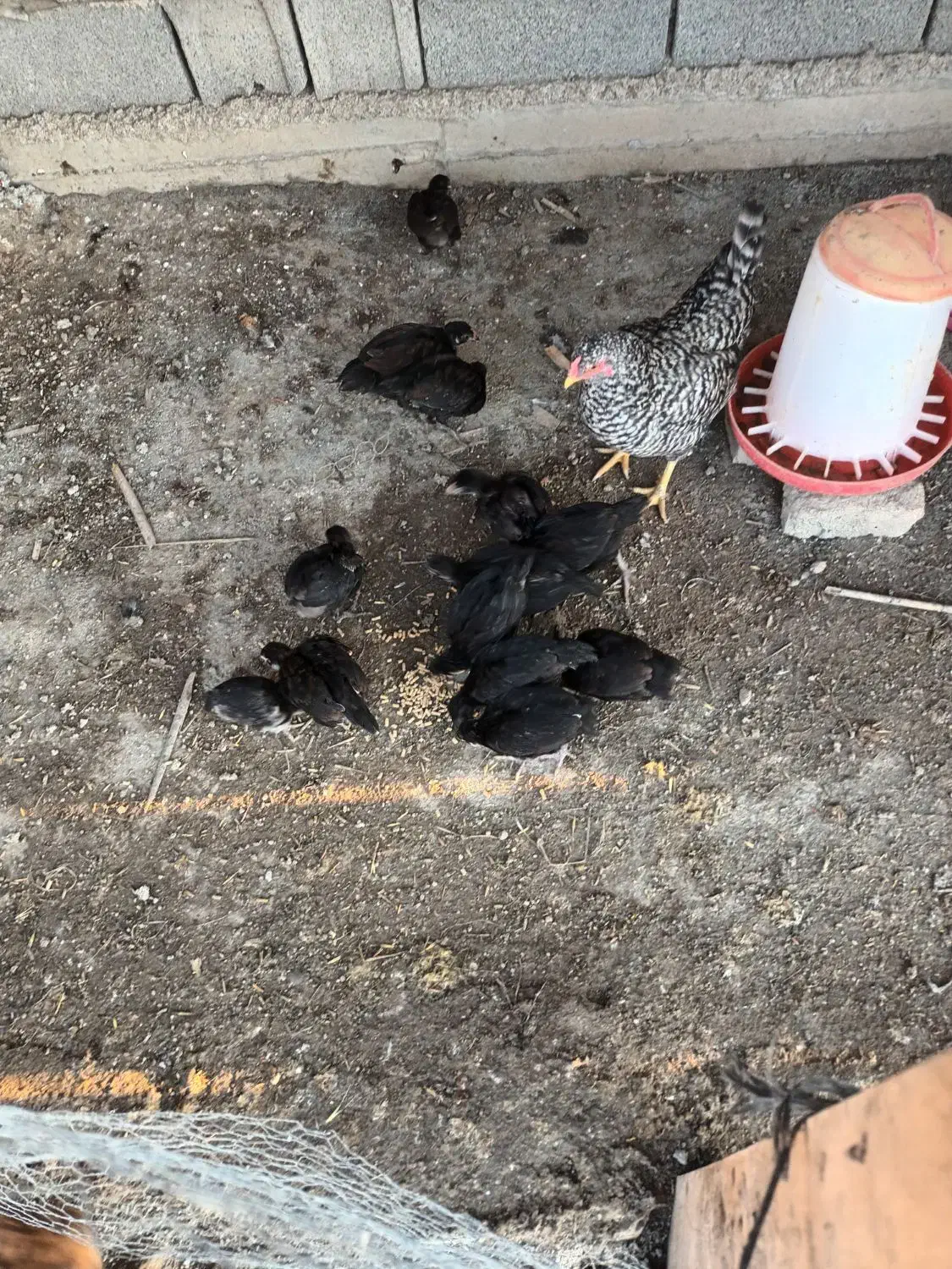 مرغ جوجه دار|حیوانات مزرعه|سیمین شهر, |دیوار