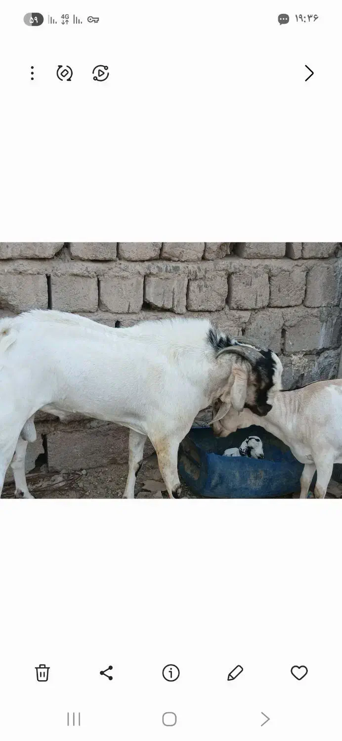 نری سومال اصل|حیوانات مزرعه|بندرعباس, |دیوار