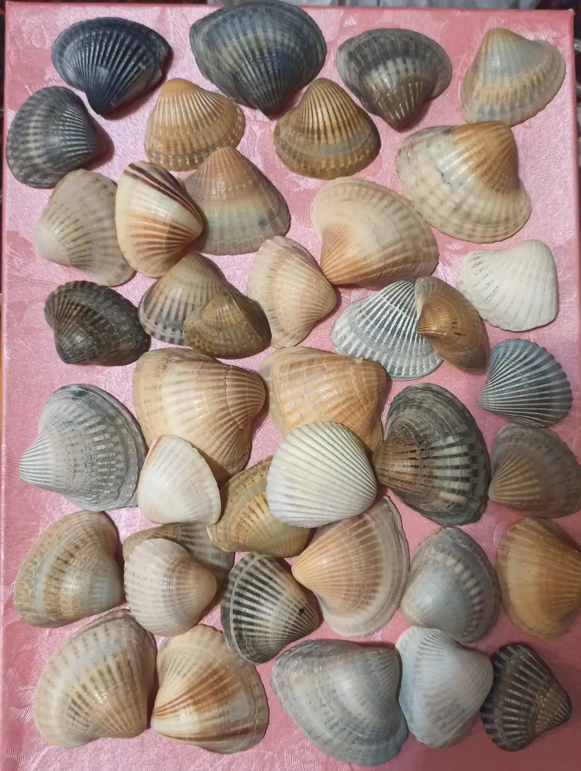 صدف بزرگ|صنایع دستی و سایر لوازم تزئینی|تهران, تهران‌ویلا|دیوار