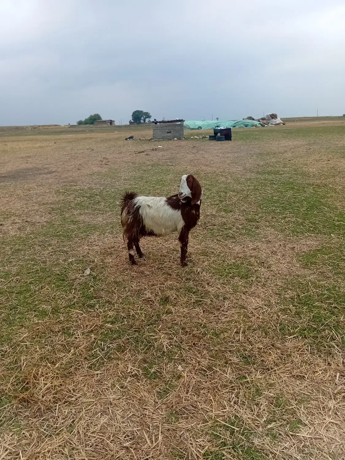 بز پاکستانی ۵ماه آبستن سه شکم قیمت ۱۳۰۰۰۰۰۰|حیوانات مزرعه|تاتار علیا, |دیوار