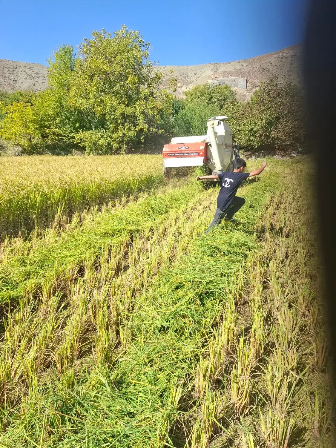 برنج دمسیاه بدون سمپاشی|خوردنی و آشامیدنی|درگز, |دیوار