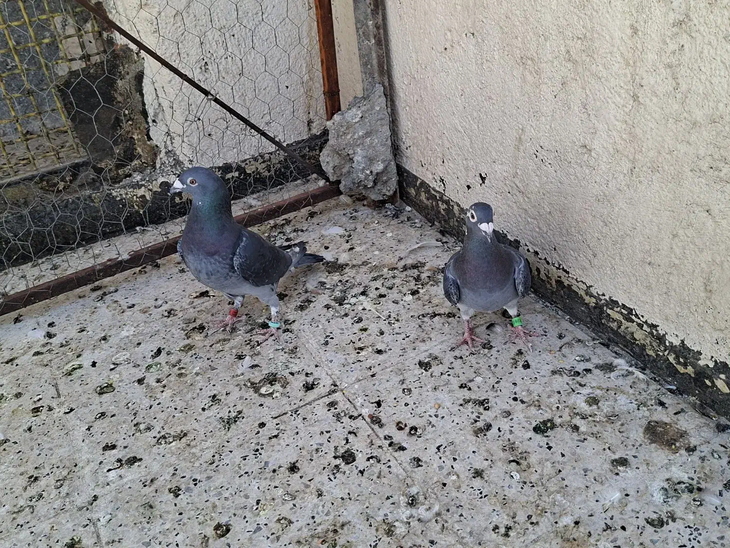 مسافت بلندکفتر مسابقه و ی جفت چپدم|پرنده|مشهد, کارده|دیوار