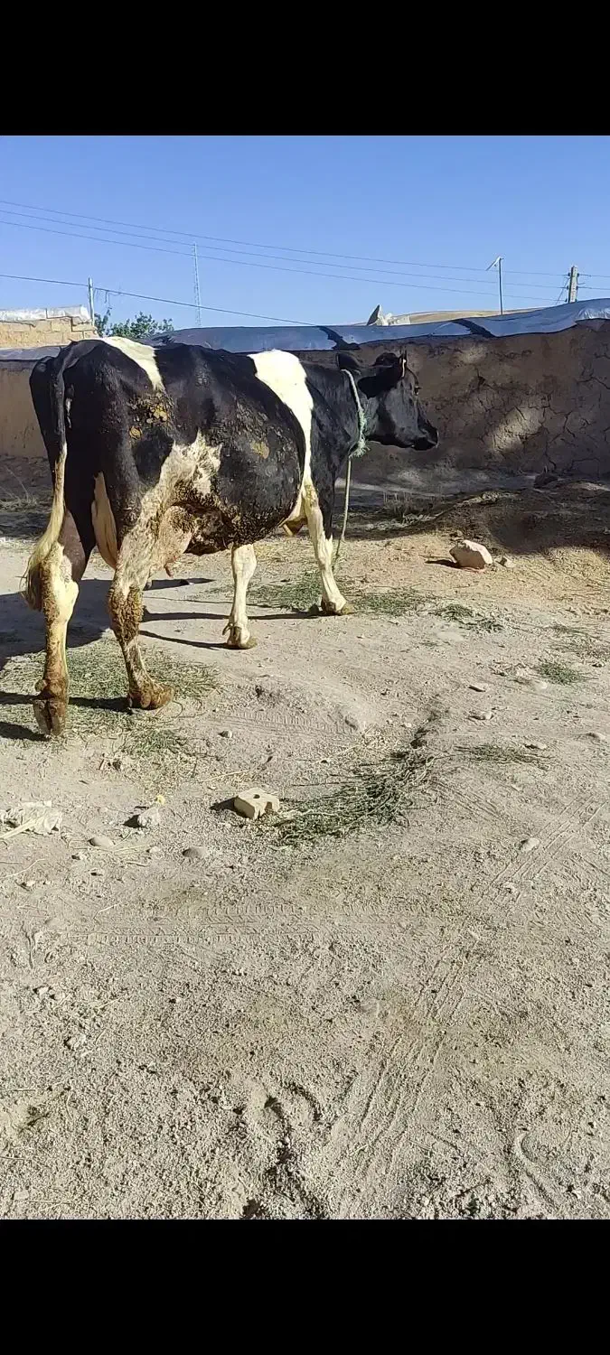 گوساله/گاو|حیوانات مزرعه|تبریز, |دیوار