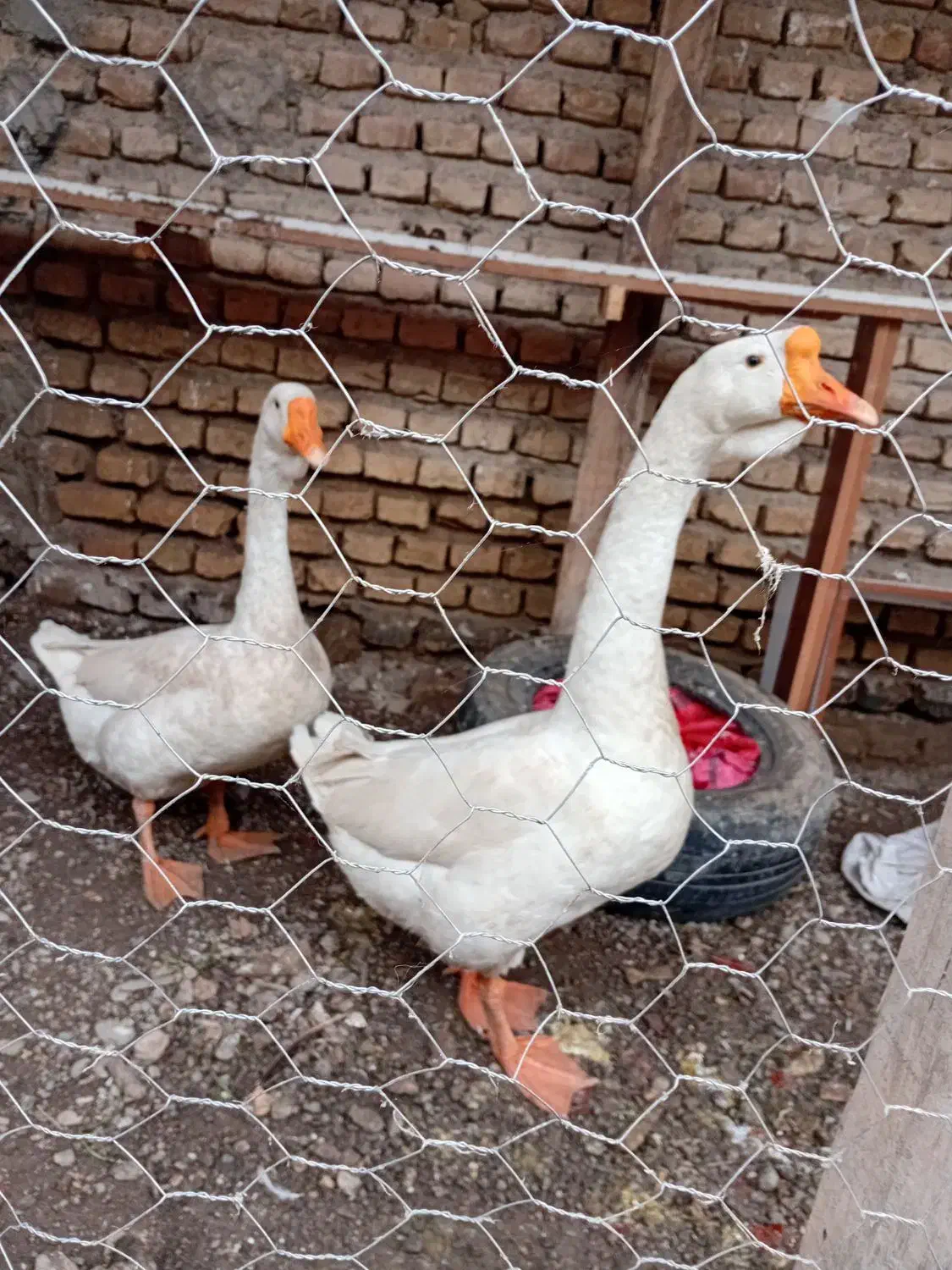 قو غاز|حیوانات مزرعه|سرخنکلاته, |دیوار