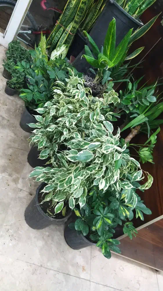 گل بمناسبت روز مادر|گل و گیاه طبیعی|زابل, |دیوار