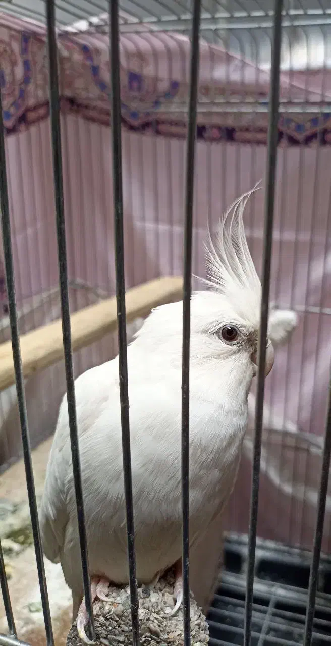 عروس هلندی نر آلبینو|پرنده|ملایر, |دیوار