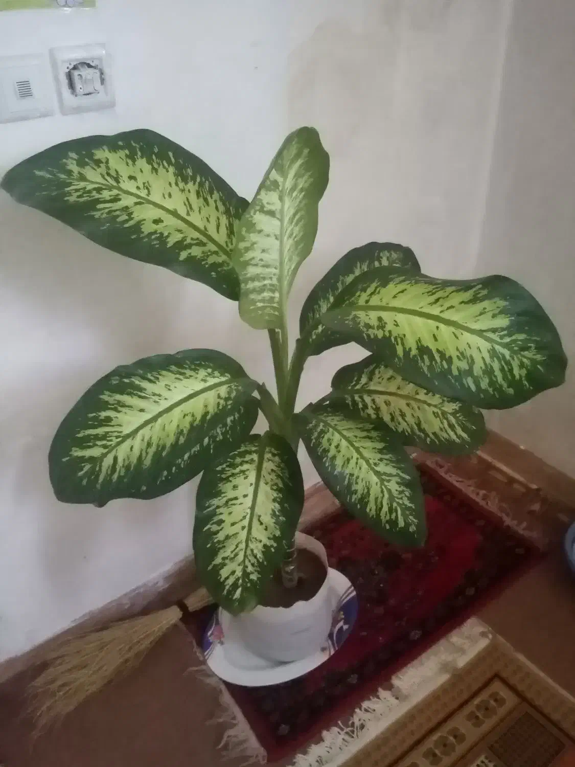 گل دیفن|گل و گیاه طبیعی|ماهیدشت, |دیوار