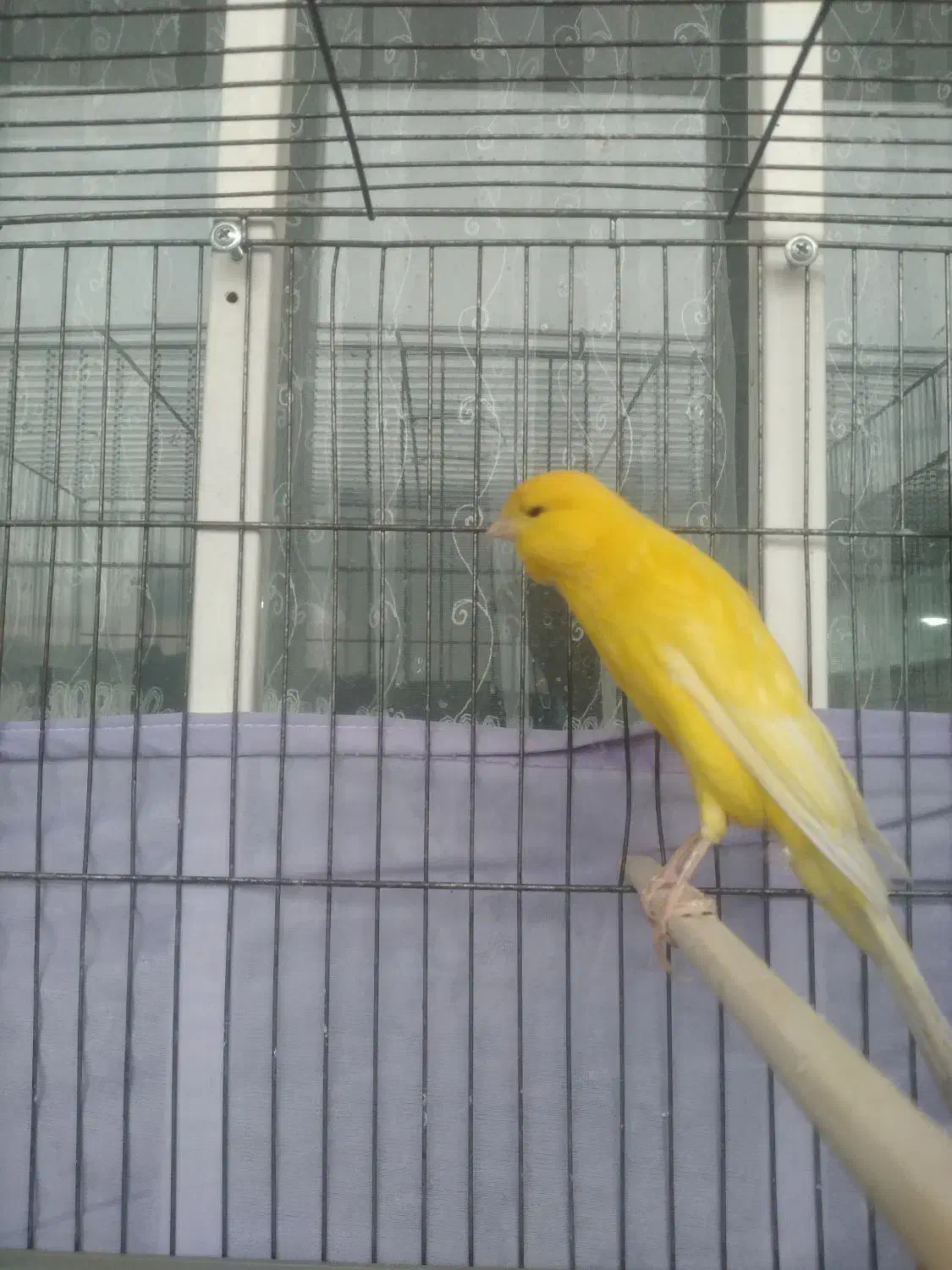 قناری طلایی نر آماده رسمی بلند درشت|پرنده|قدس, شهرقدس|دیوار