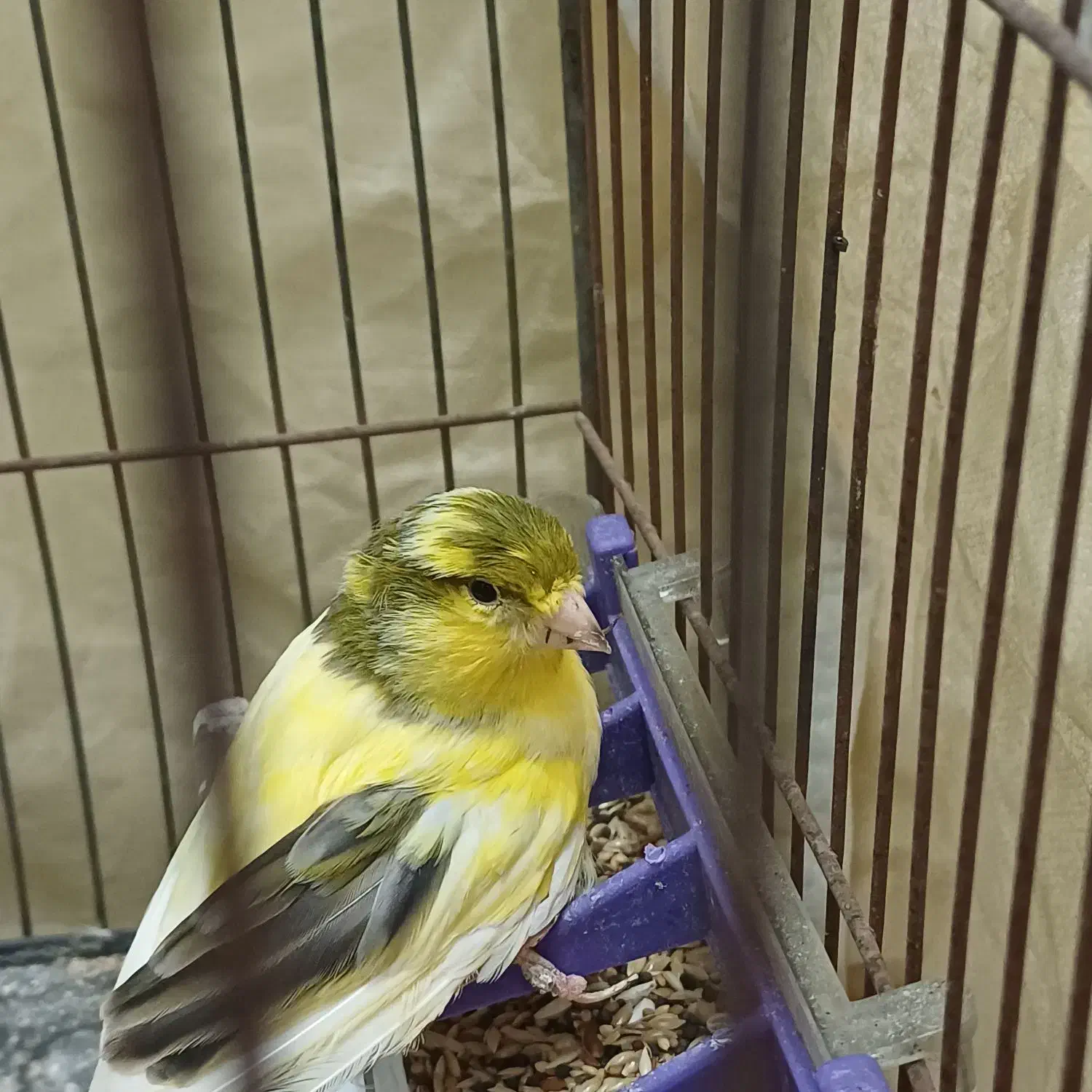 قناری نر  با قفس مفت|پرنده|شاهین‌شهر, گزبرخوار|دیوار