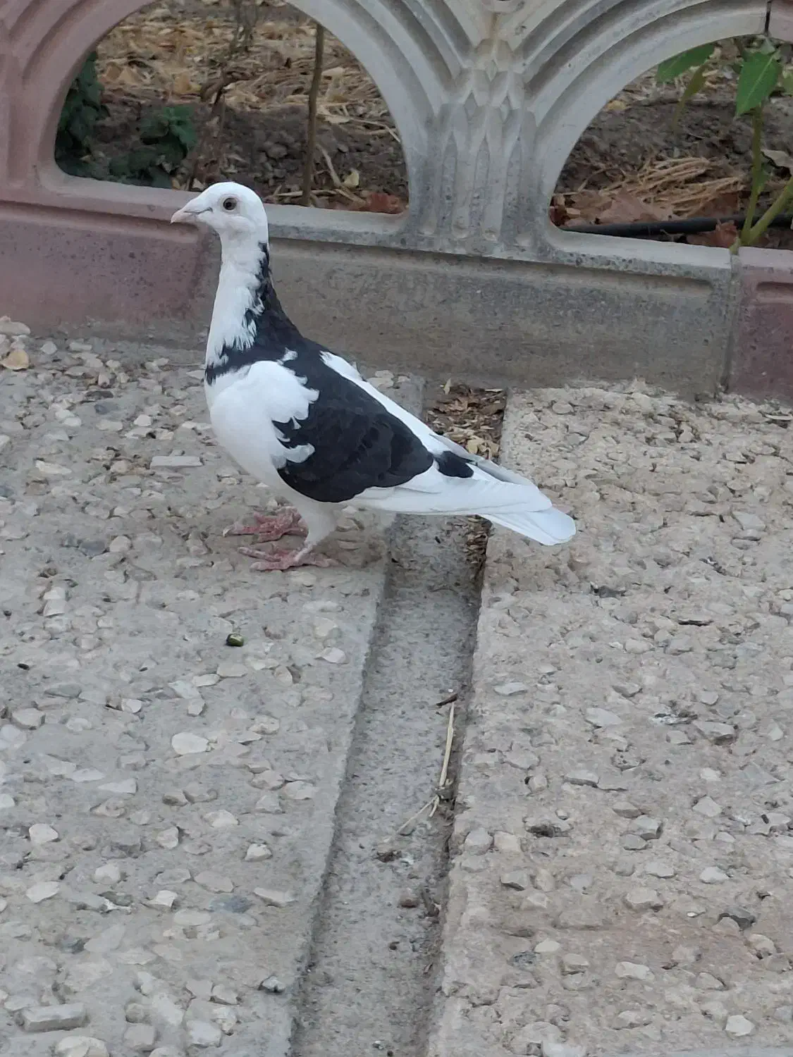 کفتر رنگی آلمانی|پرنده|مشهد, دانشجو|دیوار