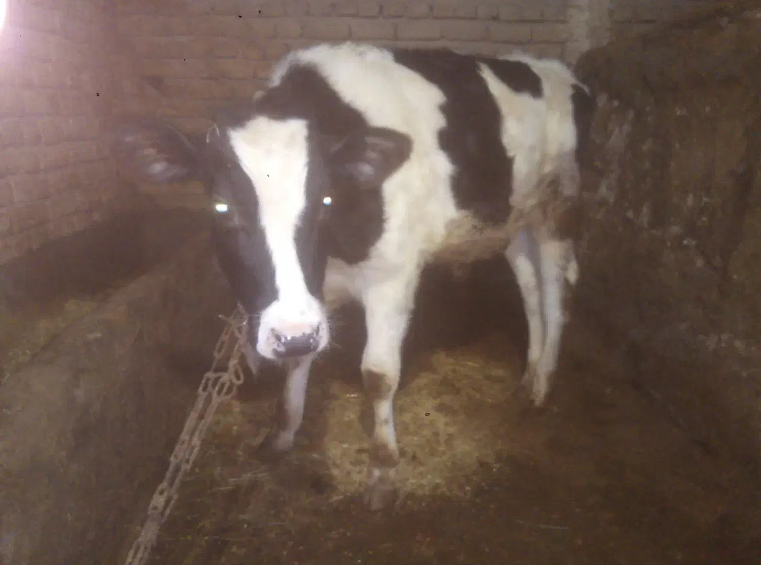 گوسالهی نر|حیوانات مزرعه|سجاس رود, |دیوار