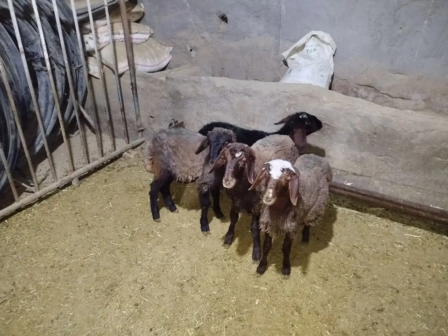 بره|حیوانات مزرعه|ساروق, |دیوار