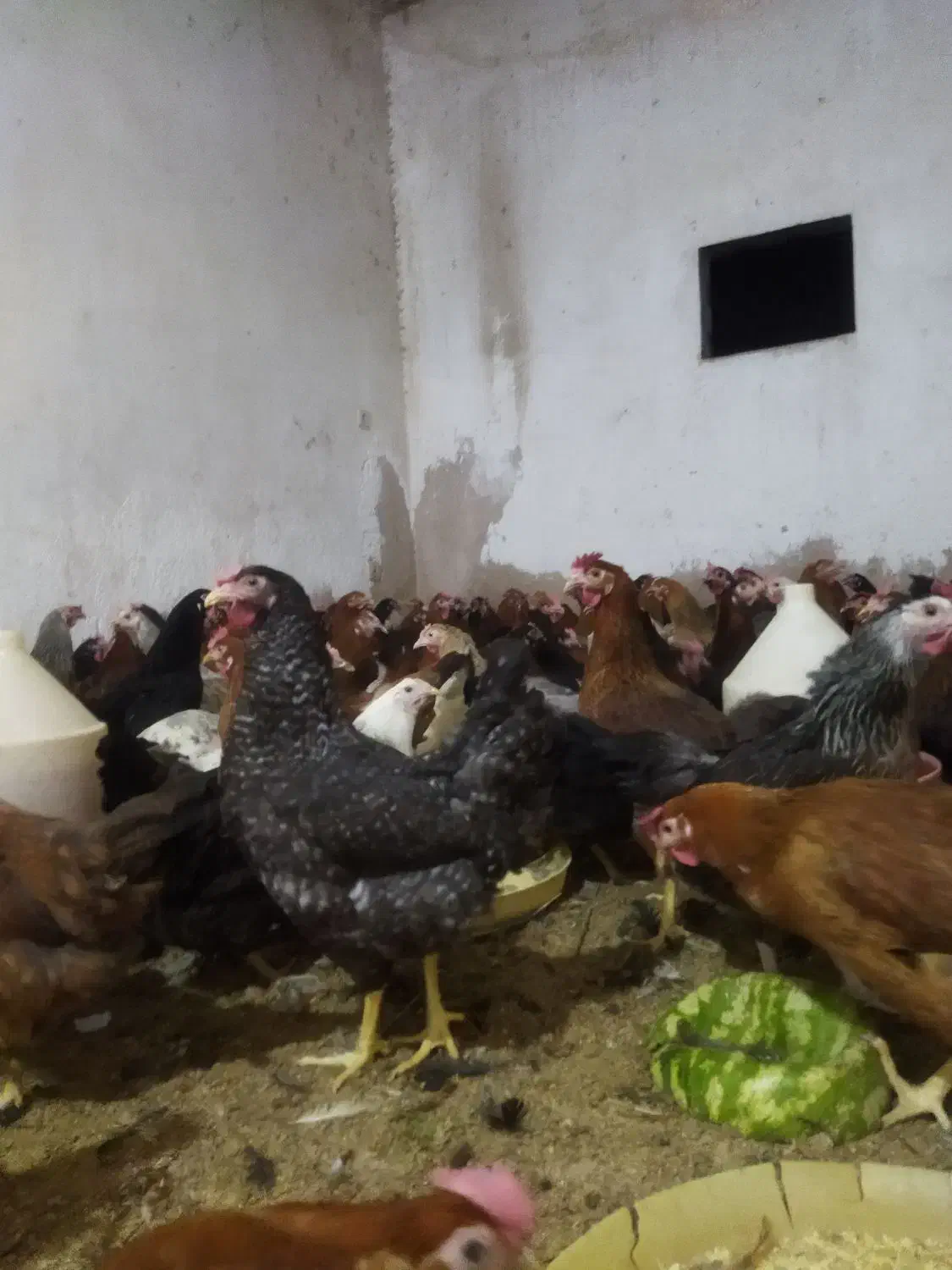 مرغ محلی 7ماهه واکسن زده|حیوانات مزرعه|دزفول, |دیوار