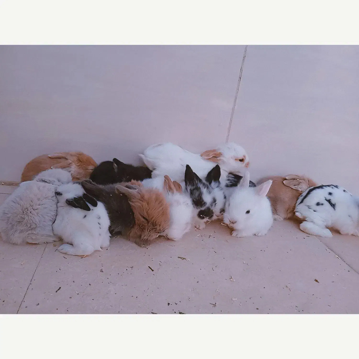 بچه خرگوش لوپ و مینیاتوری اصیل|موش و خرگوش|طبس, |دیوار