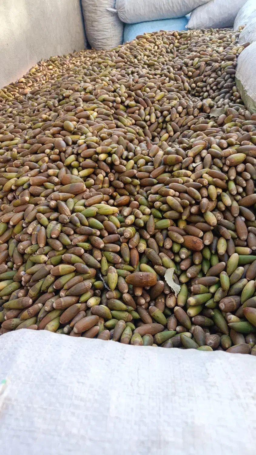 بلوط|خوردنی و آشامیدنی|لردگان, |دیوار