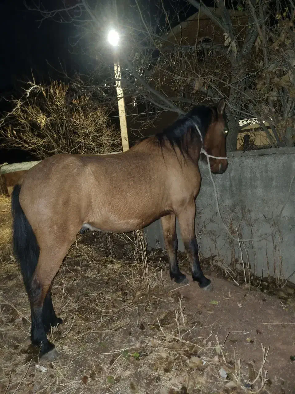 اسب|اسب و تجهیزات اسب‌سواری|کوهسار (البرز), |دیوار