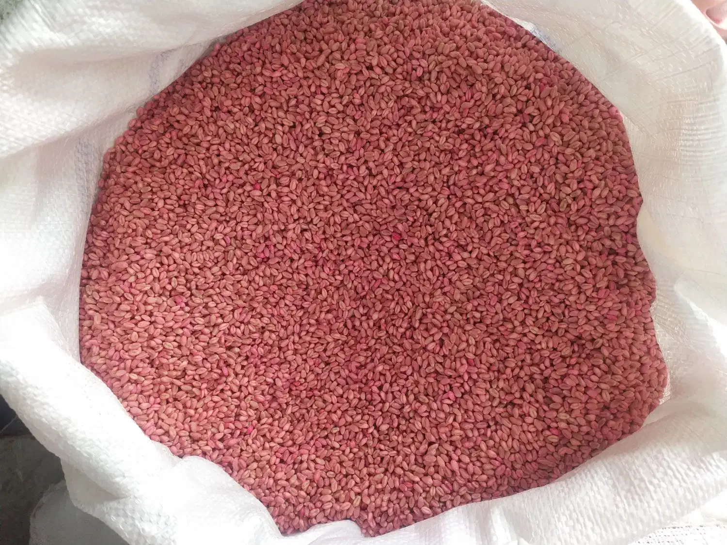 بذر گندم|خدمات باغبانی و درختکاری|محمدبار, |دیوار