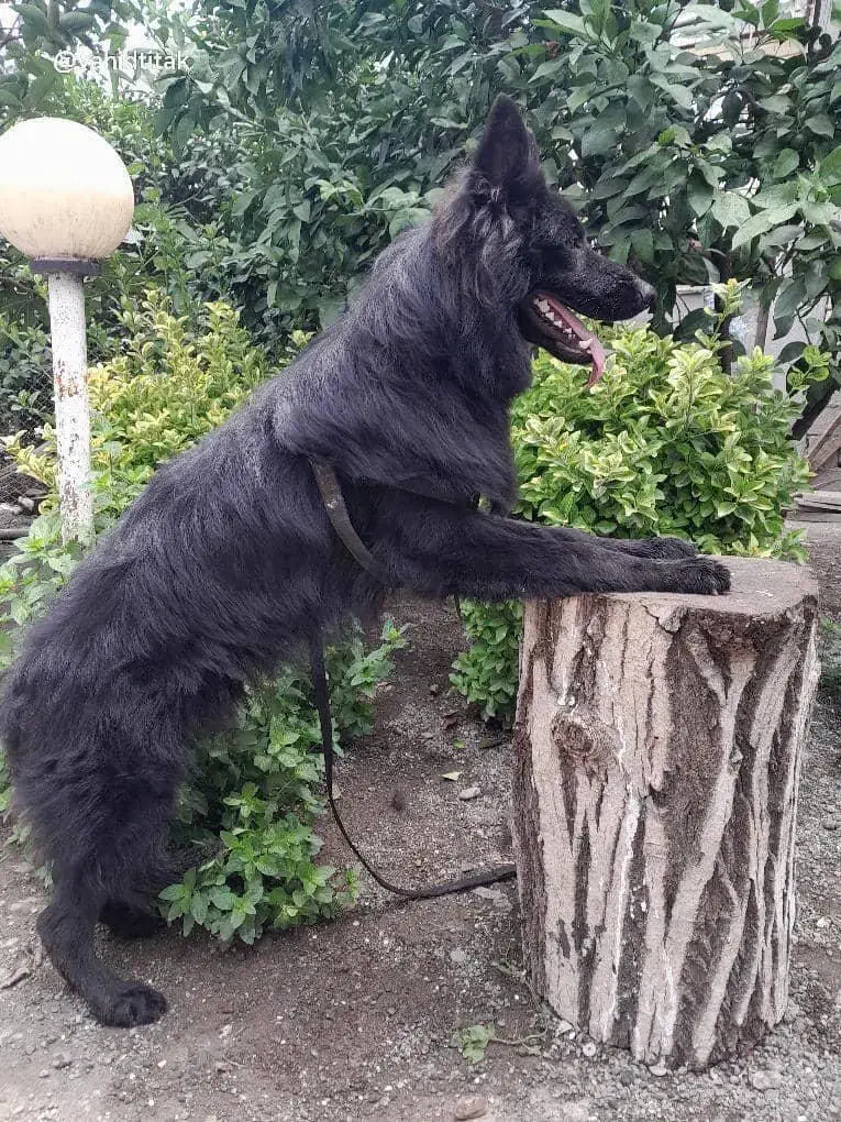 توله ژرمن شولاین|سگ|رشت, معلم|دیوار