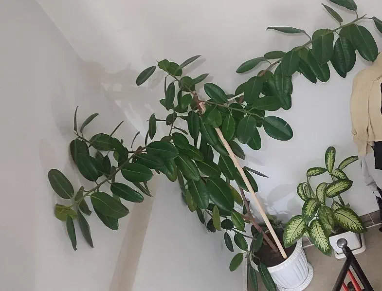 فروش گل بسیار بزرگ گوش فیل|گل و گیاه طبیعی|مهاباد (آذربایجان غربی), |دیوار