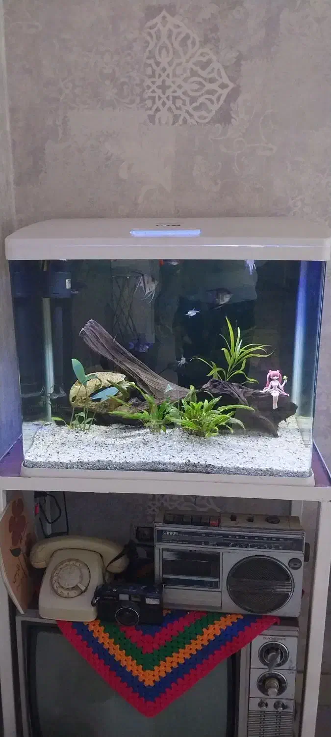 آکواریوم شیشه خم|ماهی|شیراز, نصر|دیوار