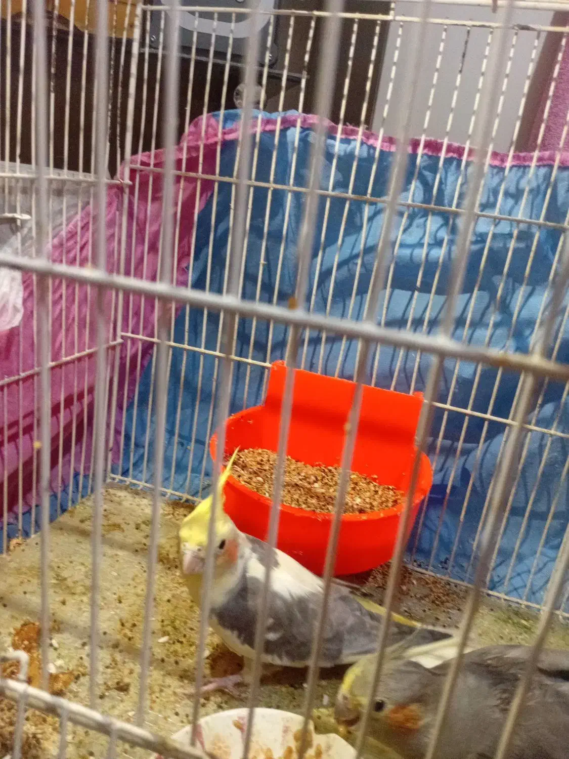 عروس هلندی جفت با جوجه|پرنده|تربتحیدریه, طالقانی|دیوار