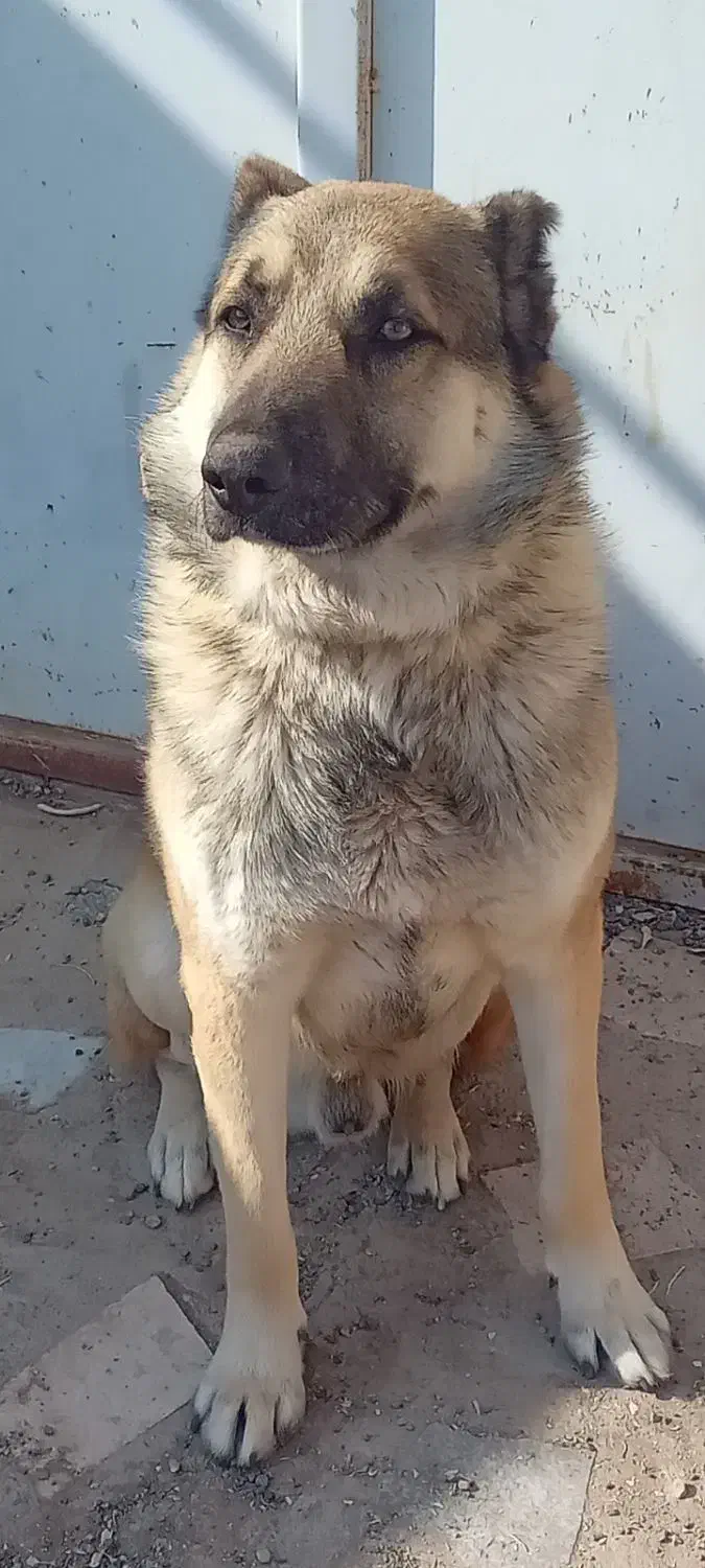 سگ نگهبان ۵ساله واسیناسون شده شناسنامه دار|سگ|صوفیان, |دیوار