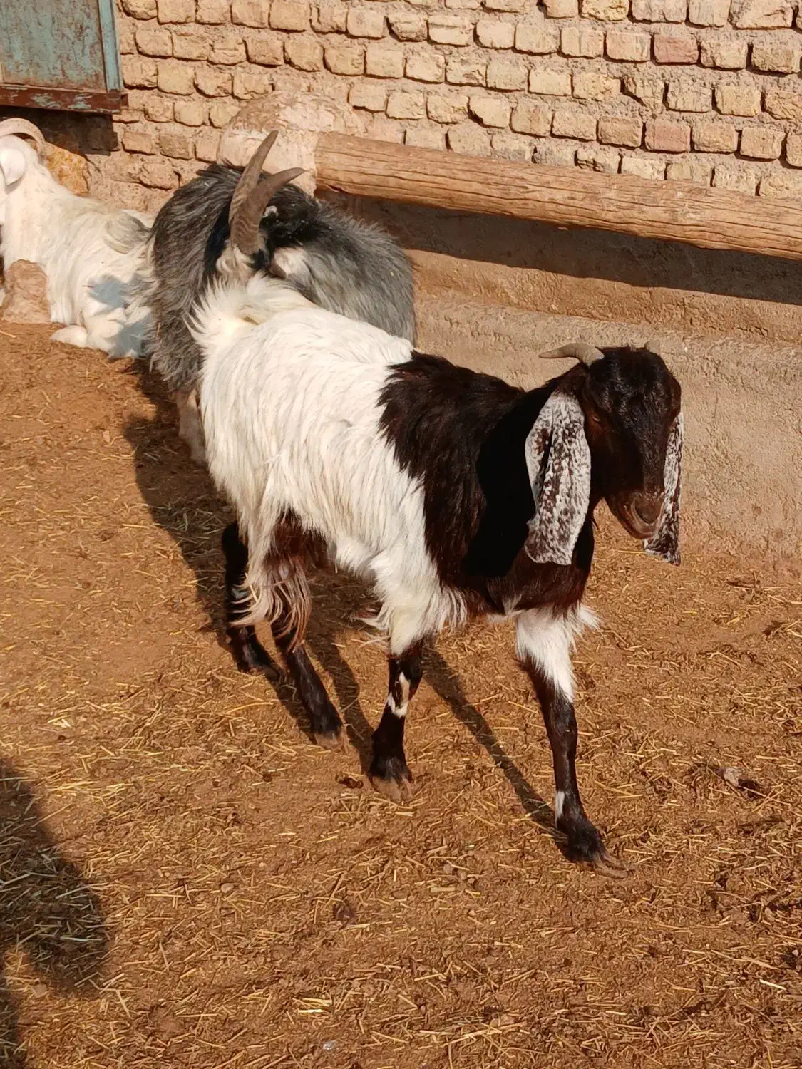 عدد بز|حیوانات مزرعه|پاکدشت, پارچین|دیوار