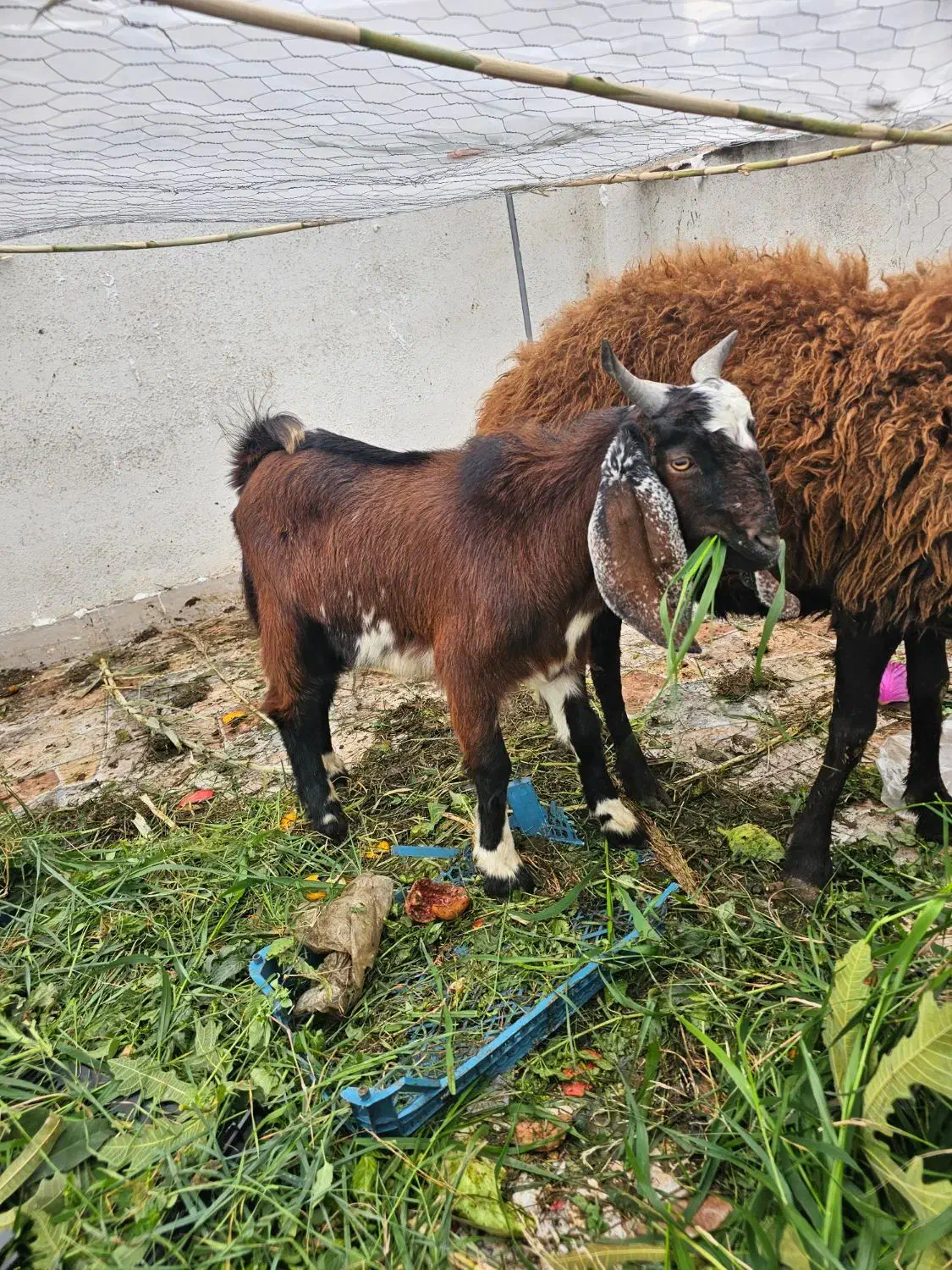 بزغاله نر|حیوانات مزرعه|گرگان, |دیوار