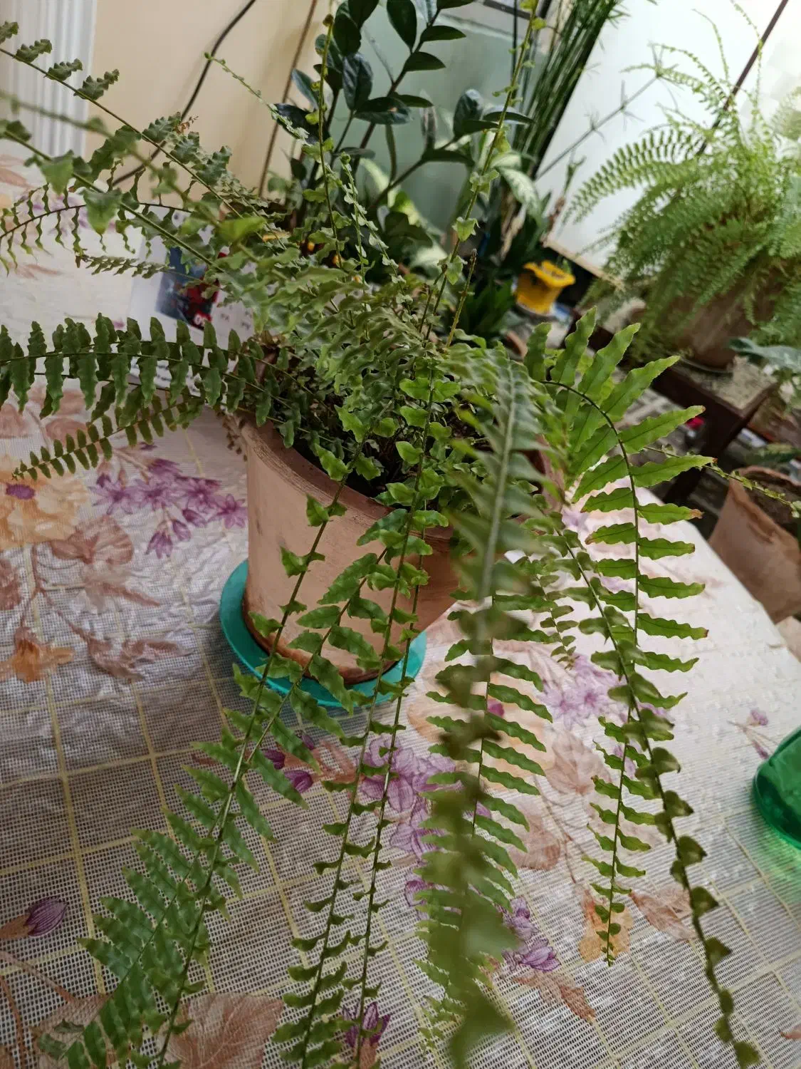 گل سرخس|گل و گیاه طبیعی|ارومیه, |دیوار